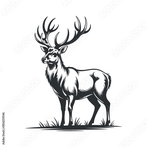 A detailed black and white illustration of a majestic stag with large antlers standing in tall grass
