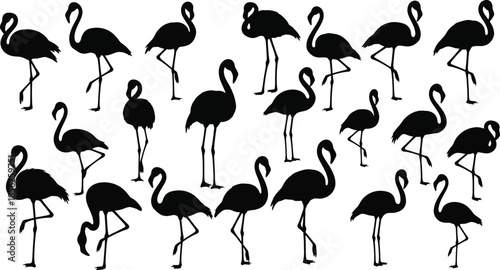A group of flamingos standing together
