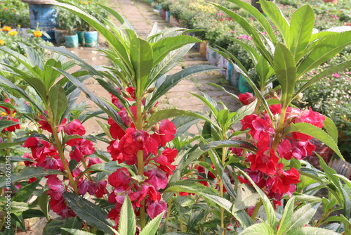 Impatiens balsamina flower plant on bag