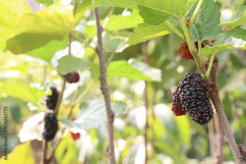 Mulberry on tree in farm for harvest