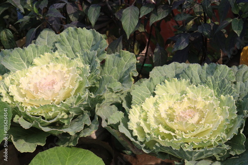 Ornamental cabbages also called flowering cabbage on nursery