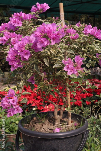 Bougainvillea flower plant on farm