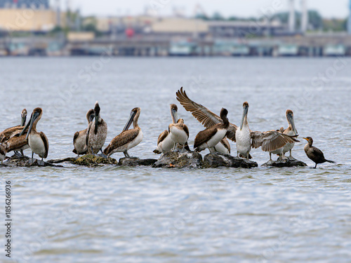 фотографія Pelicans roosting Savannah bay