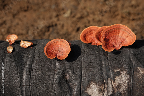 Vibrant orange bracket fungi growing on a decaying log. Detailed wood conk mushroom texture in a forest setting. Natural decomposition and woodland biodiversity