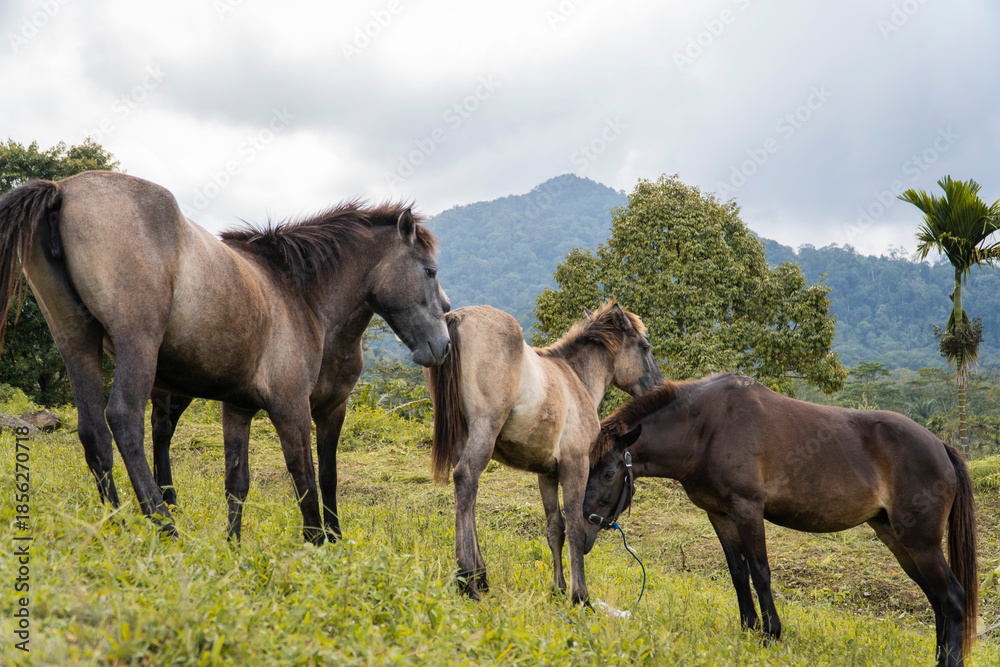 Obraz premium Wild Horses Grazing on a Hillside with Mountains in the Background.