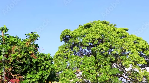 Tropical jungle forest palm trees tree tops blue sky Thailand.