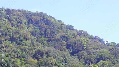 Tropical mountain hill with jungle rainforest trees blue sky Thailand.