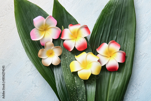 Beautiful plumeria flowers ...