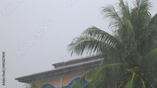 Tropical palm tree dramatic rainy clouds rain hazy mist Thailand.