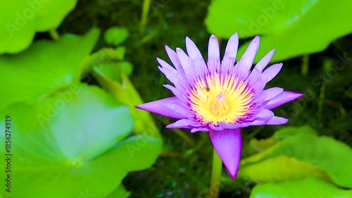Water lily lotus purple pink flowers in flower pot Thailand.