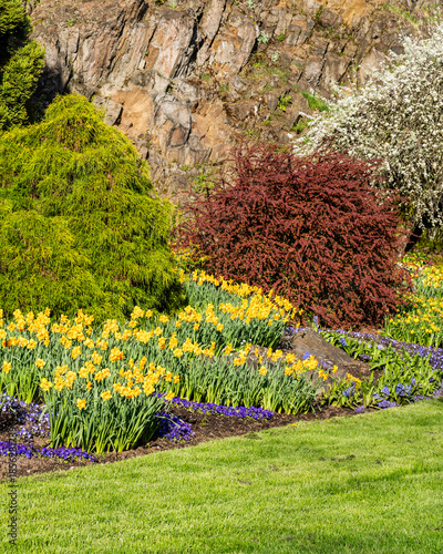 Colorful blooms of yellow daffodils flower bed in beautiful city park in spring
