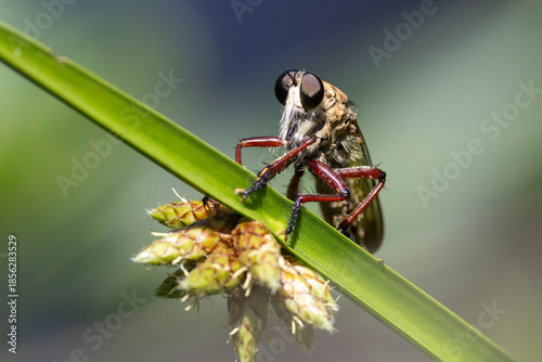 Australian Robber Fly perched on Lomandra leaf