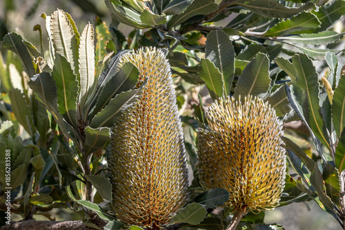 Australian Saw Banksia tree in flower