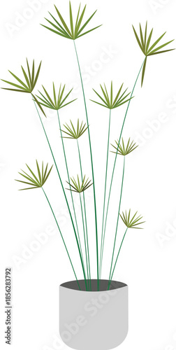 Botanical illustration of Cyperus involucratus, also known as umbrella plant, commonly grown as an ornamental aquatic plant.