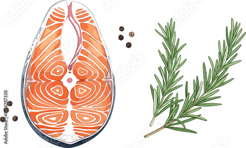 Fresh salmon steak illustration with rosemary herbs and peppercorns isolated on white background for healthy cooking food design