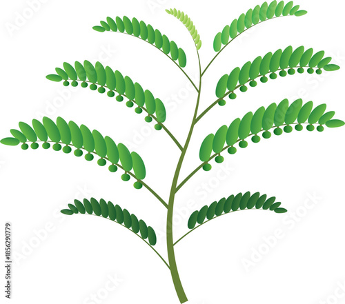 Botanical illustration of Phyllanthus amarus, a tropical medicinal herb widely used in traditional medicine.