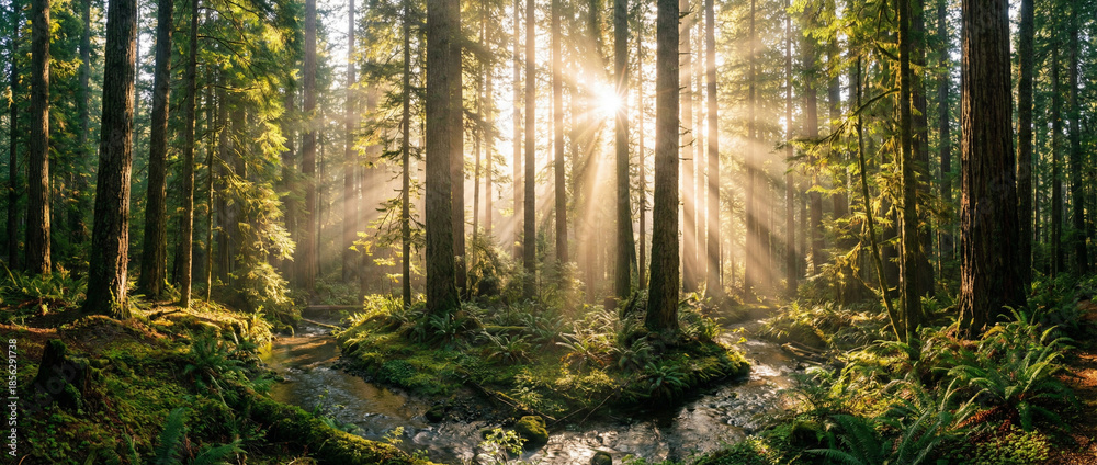 Fototapeta premium Sunlight streams through trees in lush forest landscape with creek running through