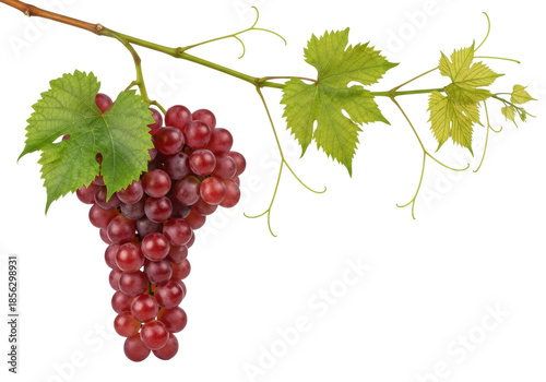 Deep crimson grapes dusted with waxy bloom, suspended from a woody grapevine with curled tendrils and vibrant green leaves, macro shot isolated on white studio background. Concept of luxurious