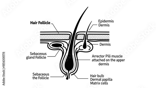 Anatomical Diagram of Human Hair Follicle Structure.