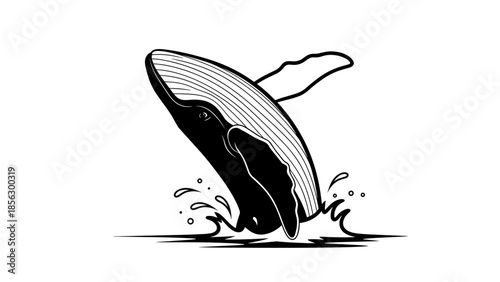 Black and White Whale Breaching Water.