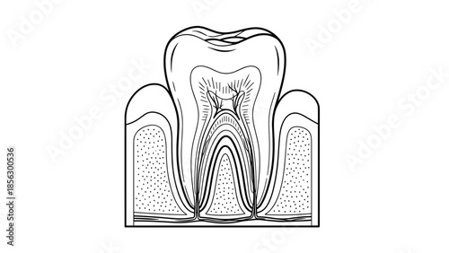 Detailed Anatomical Diagram of Human Tooth Structure.