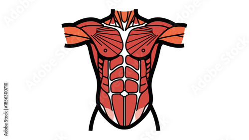 Human Torso Muscles Anatomical Illustration.