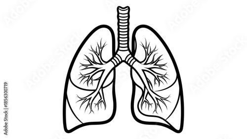 Human Lungs Anatomy Illustration.