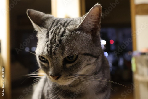 Melancholic House Cat