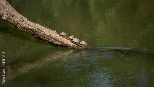 Assam Roofed Turtle a unique species found nowhere else busking in the afternoon sun over a log in the Diffloo or Diphlu River inside Kaziranga National Park of Assam 1