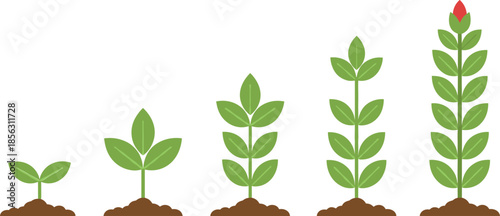 Plant growth stages from seed to flower, agriculture life cycle process and business progress metaphor flat vector illustration set.