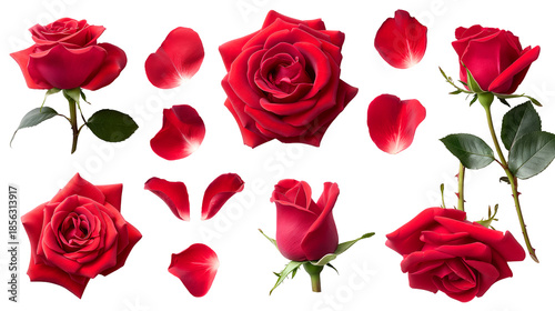 Collection of vibrant red rose elements including full blooms partial flowers a tightly closed bud scattered petals and stems