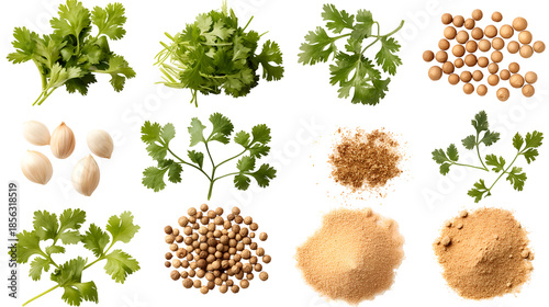 Assortment of fresh cilantro leaves whole coriander seeds and ground coriander spice presented in various stages for culinary uses