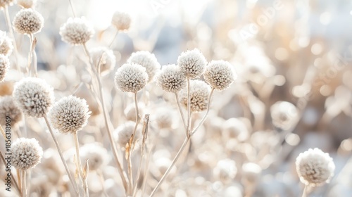 Dormant dry grass seed heads scattered in soft bright winter sunlight