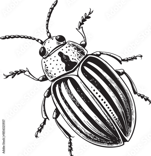 Cereal leaf beetle Hand-drawn Sketch Drawing Vector Illustration, Line Linear Symbol Engraving Coloring Book, Black and White Isolated