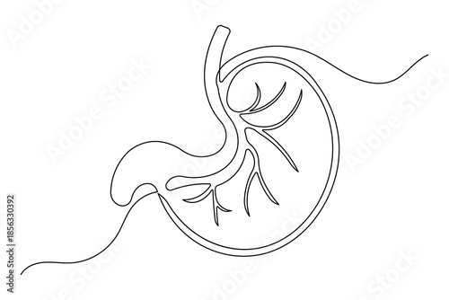 Artistic stomach icon illustration created in one continuous minimal line