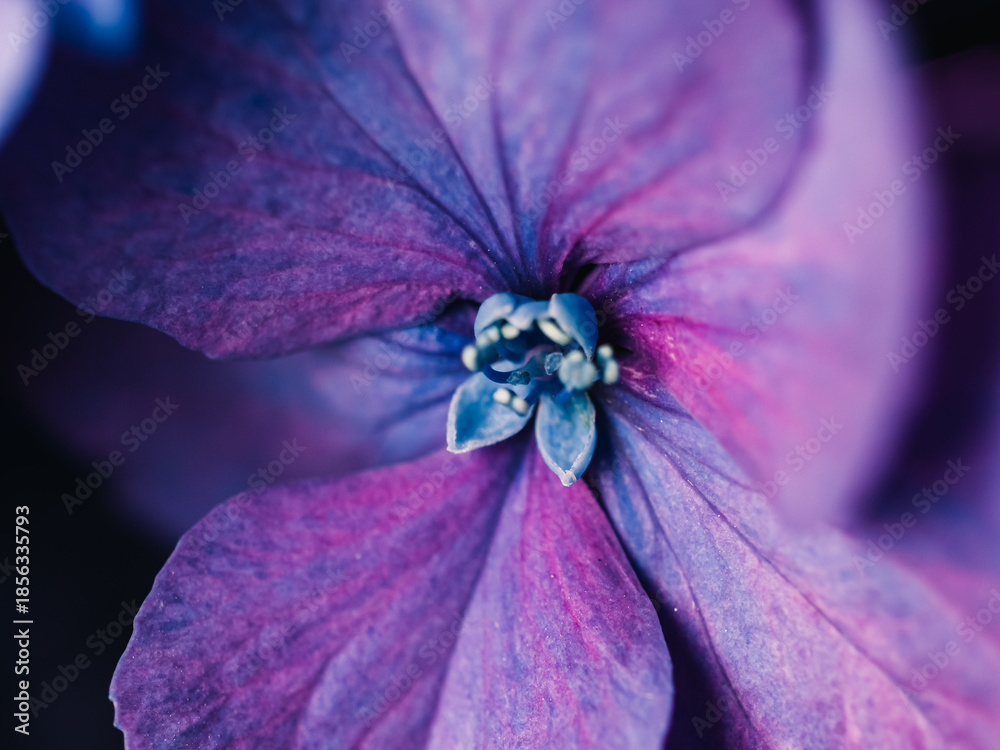 custom made wallpaper toronto digitalHydrangea flower