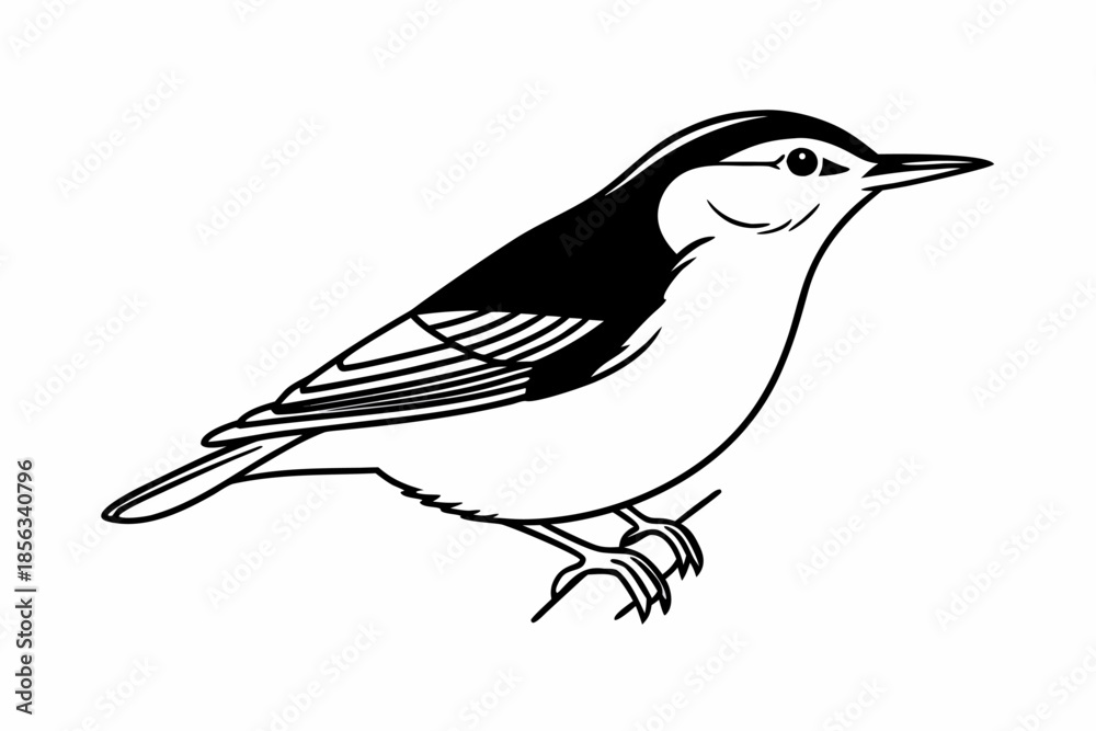 Obraz premium Elegant Nuthatch Bird Line Art Illustration