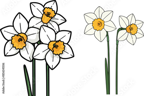 Botanical vector illustration of blooming white daffodil flowers with yellow centers on green stems for spring garden floral design content