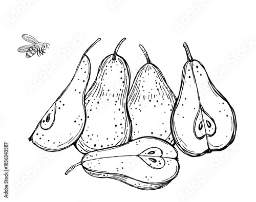 Hand-drawn vector illustration featuring a group of pears with slices and a bee hovering nearby. Perfect for use in coloring books, eco-friendly packaging, educational prints, or botanical posters.