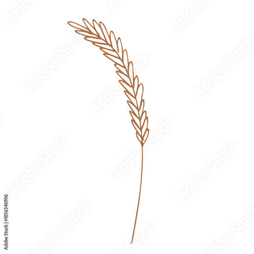 Hand drawn cereal wheat oat rye barley rice ears spikelet clipart Organic wheat bread agriculture farming harvest healthy food Single element for print packaging label design decor
