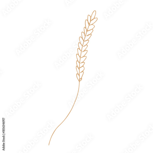 Hand drawn cereal wheat oat rye barley rice ears spikelet clipart Organic wheat bread agriculture farming harvest healthy food Single element for print packaging label design decor