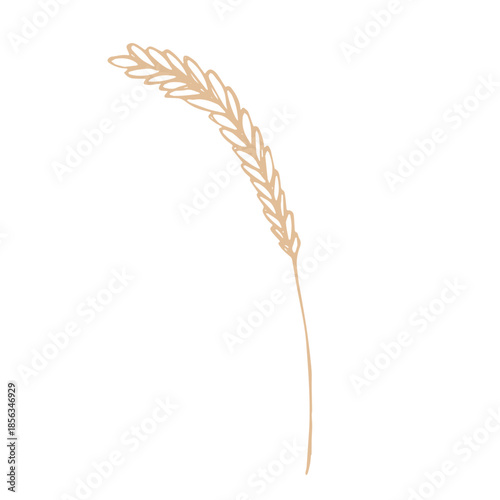 Hand drawn cereal wheat oat rye barley rice ears spikelet clipart Organic wheat bread agriculture farming harvest healthy food Single element for print packaging label design decor