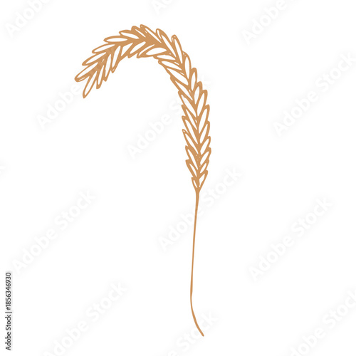 Hand drawn cereal wheat oat rye barley rice ears spikelet clipart Organic wheat bread agriculture farming harvest healthy food Single element for print packaging label design decor