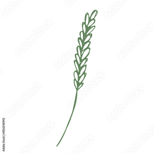 Hand drawn cereal wheat oat rye barley rice ears spikelet clipart Organic wheat bread agriculture farming harvest healthy food Single element for print packaging label design decor
