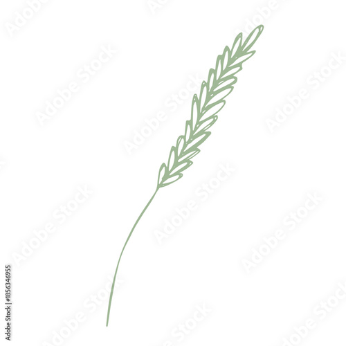 Hand drawn cereal wheat oat rye barley rice ears spikelet clipart Organic wheat bread agriculture farming harvest healthy food Single element for print packaging label design decor