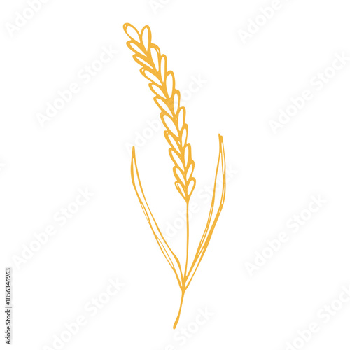 Hand drawn cereal wheat oat rye barley rice ears spikelet clipart Organic wheat bread agriculture farming harvest healthy food Single element for print packaging label design decor