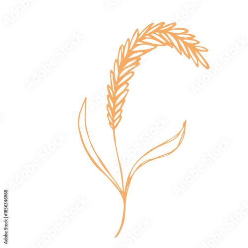 Hand drawn cereal wheat oat rye barley rice ears spikelet clipart Organic wheat bread agriculture farming harvest healthy food Single element for print packaging label design decor
