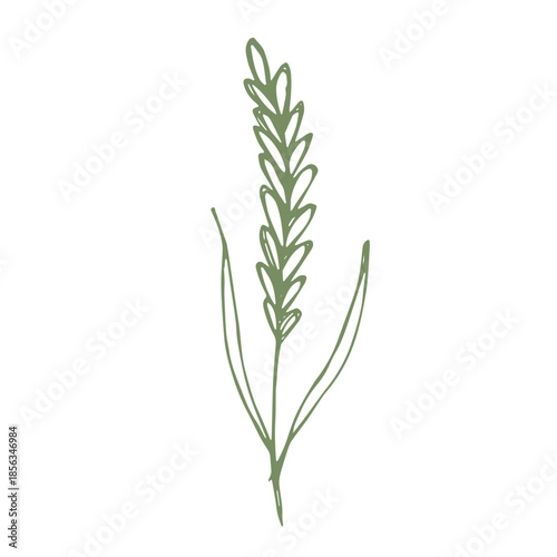 Hand drawn cereal wheat oat rye barley rice ears spikelet clipart Organic wheat bread agriculture farming harvest healthy food Single element for print packaging label design decor