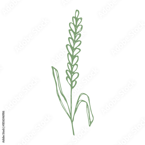 Hand drawn cereal wheat oat rye barley rice ears spikelet clipart Organic wheat bread agriculture farming harvest healthy food Single element for print packaging label design decor