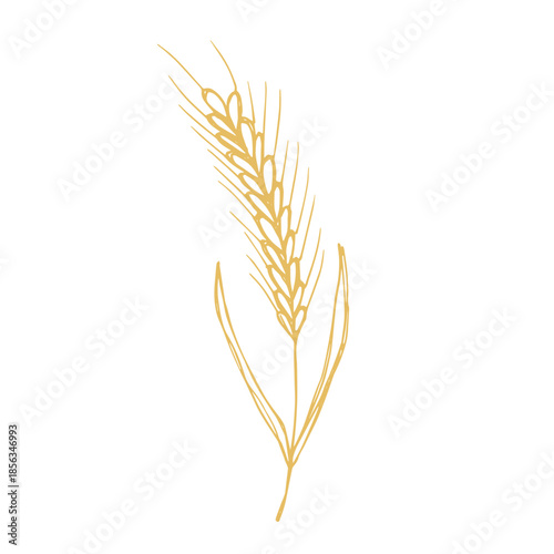 Hand drawn cereal wheat oat rye barley rice ears spikelet clipart Organic wheat bread agriculture farming harvest healthy food Single element for print packaging label design decor